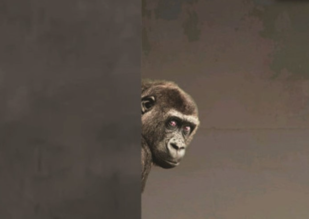 Mono